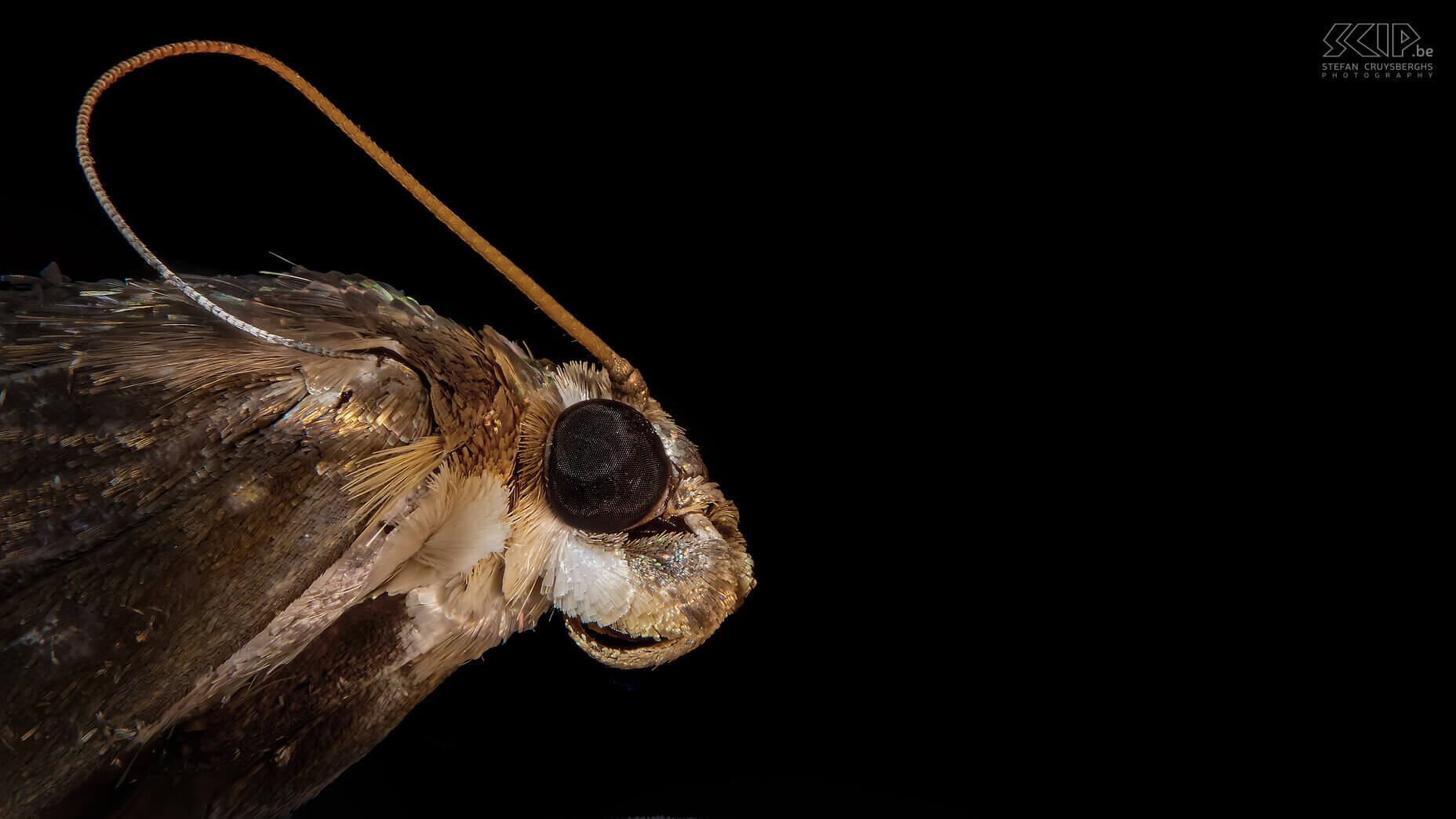 Extreme closeups van insecten - Buxusmot Dit jaar legde ik mij toe op microfotografie, de overtreffende trap van macrofotografie. Ik ontwikkelende een eigen geautomatiseerde macro rail waarmee ik in stapjes van 100 tot 300 micron (duizendste van millimeter) 30 tot 60 beelden kan maken om deze nadien samen te voegen. Zo kan ik haarscherpe beelden maken van insecten die enkele minuten wil blijven stilzitten. Evident is dat laatste niet en ook technisch is het telkens een hele uitdaging. Door gebruik te maken van tussenringen tussen je camera en macro lens kan je extreme close-ups maken. Maar het grote nadeel is dat de scherptediepte minder dan 1mm is.  Dit is bijna altijd onvoldoende om een insect mooi in beeld te brengen. De oplossing is een geautomatiseerde macro rail die een heel reeks beelden kan maken die je daarna met software kan samenvoegen.<br />
<br />
Er bestaan heel wat dure commerciële oplossingen, maar ik ging zelf aan de slag. M’n schoonvader ontwikkelde de hardware met een rail met stappenmotor en nog wat extra elektronica en 3D geprinte onderdelen. Ikzelf ontwikkelde software voor op m’n Windows PC die mijn Nikon camera aanstuurt en software voor op een Raspberry Pi die de elektronica aanstuurt.Het eindresultaat werkt heel goed en dit zijn mijn beste beelden van extreme close-ups van insecten. Stefan Cruysberghs